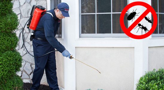 Tirebolu Tahtakurusu İlaçlama böcek ilaçlama ve haşere kontrolü — ilaclama-tr.com